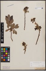 Foto von Salix bicolor Ehrh. ex Willd.
